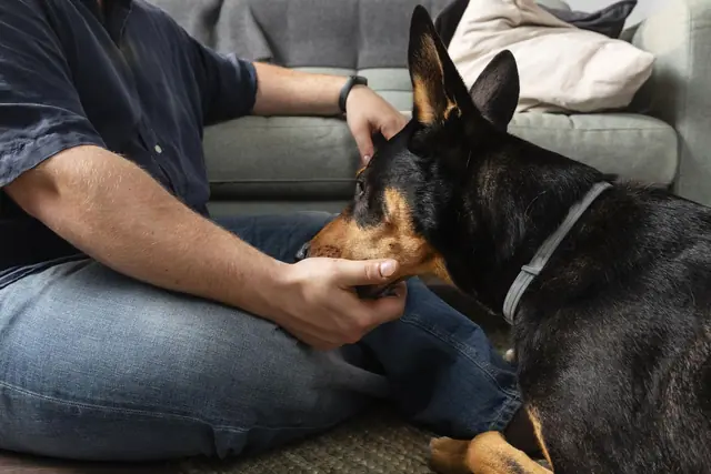 Who is Liable When a Dog Bites Someone in Scotland?